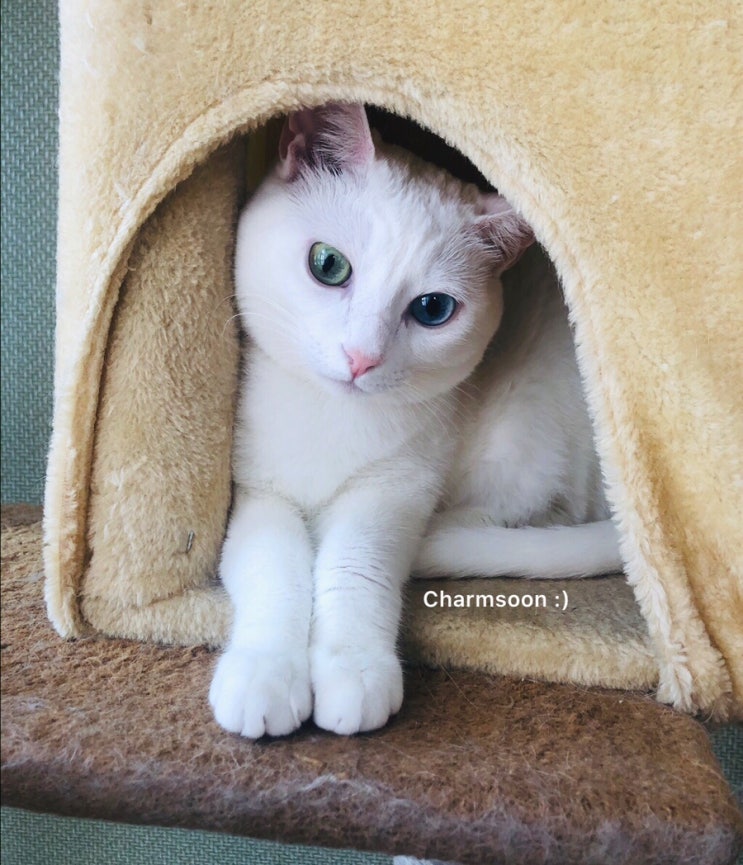 고양이 소개:) 신비한 오드아이 눈과 우아한 하얀 털을 가진 터키쉬앙고라