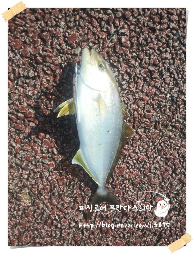 부산 낚시 포인트 영도(잿방어,삼치,전갱이....)루어 낚시