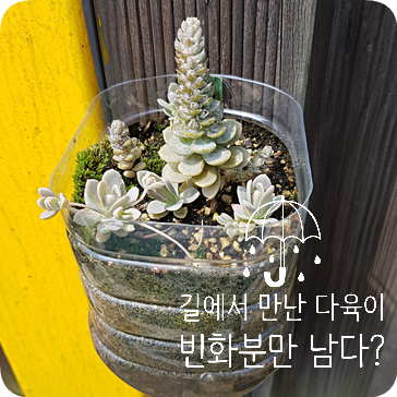  길에서 만난 다육이들 #2 빈화분만 남다? 비움은 새로운 채움의 시작!