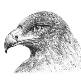 볼펜으로 그린 " 검독수리 " / Drawing with ballpoint pen " Golden Eagle "