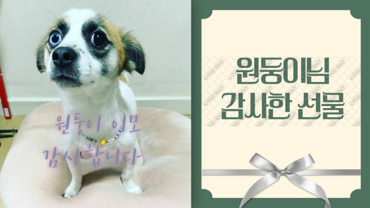 원둥이모가 주신 강아지 비즈 목걸이 덕분에 진정한 영웅이 된 날 원둥이모가 주신 강아지 비즈 목걸이 덕분에 진정한 영웅이 된 날