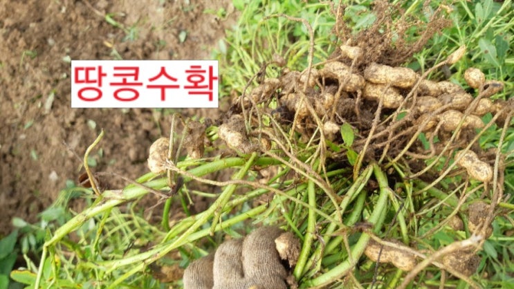  "땅콩 수확시기"누렁잎이  떨어져요