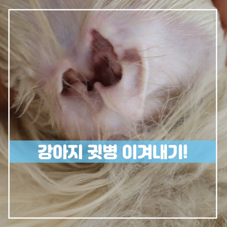  강아지 귓병 귀세정제 자이목스로 이겨냈어요