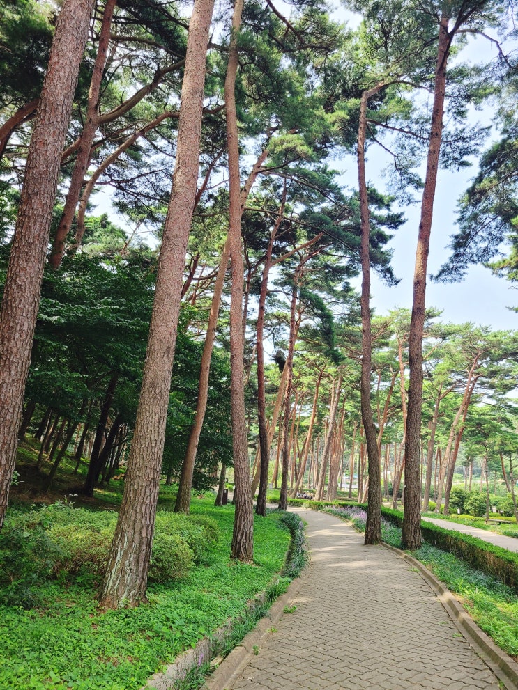  당일치기로 다녀오기 좋은 안면도 자연 휴양림