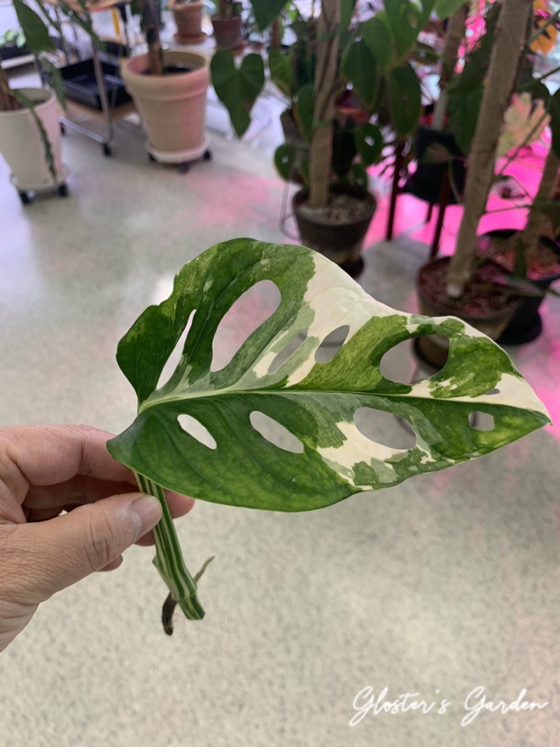 오션님 사무실 방문 \u0026 엄청난 아이들 분양 받은 이야기 : 네이버 블로그, image size:800x1067