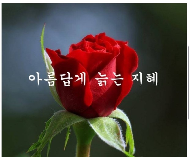  "아름답게 늙는 지혜 - 아르테미스" -자식들이 무시 하더라도 심각하게 생각하지 말자. 친구가 먼저 죽어도 지나치게 슬퍼하지 말자.