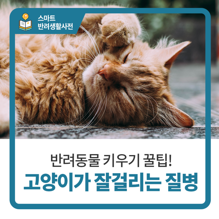  일산 고양 화정 24시 탑케어동물의료원 [고양이가 잘걸리는 질병]