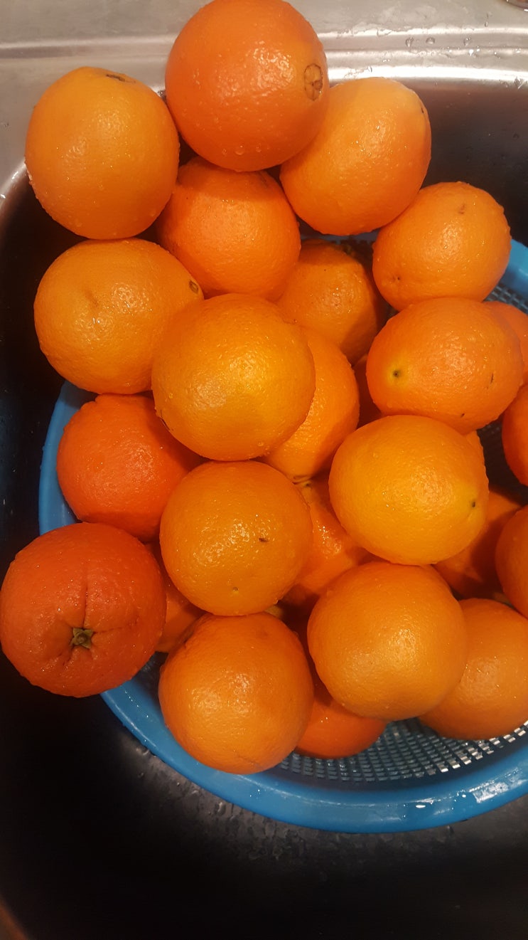  오렌지 선물