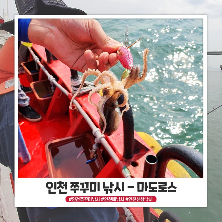 인천 쭈꾸미 낚시 마도로스인천 가볍게 시작 인천 쭈꾸미 낚시 마도로스인천 가볍게 시작