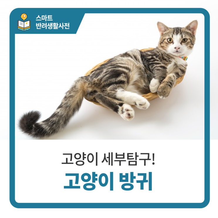  일산 고양 화정 24시 탑케어동물의료원 [고양이 방귀]
