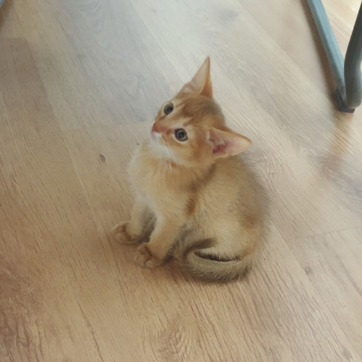 아비시니안 고양이 입양 첫날 아비시니안 고양이 입양 첫날