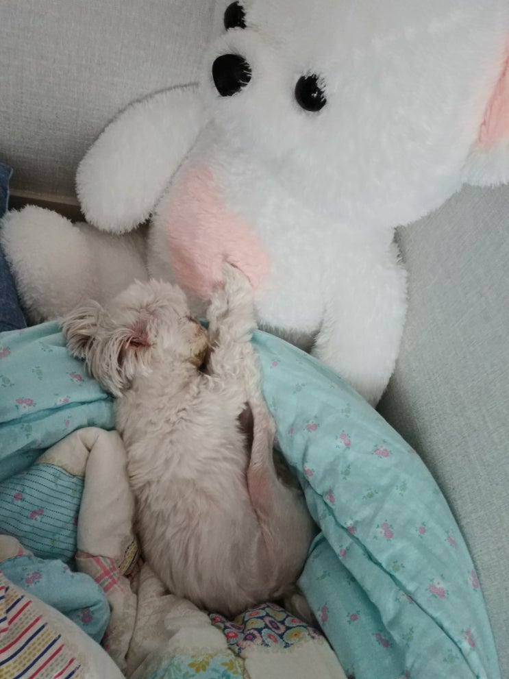 귀염둥이 반려견 우리 여름이예요~