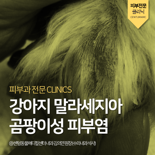 [내과] 강아지 말라세지아 곰팡이성 피부염 (부산 동물병원)
