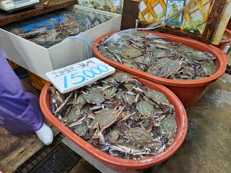  백사장항 수산시장 나들이~