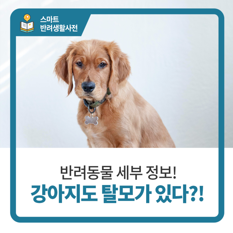  일산 고양 화정 24시 탑케어동물의료원 [강아지도 탈모가 있다?!]