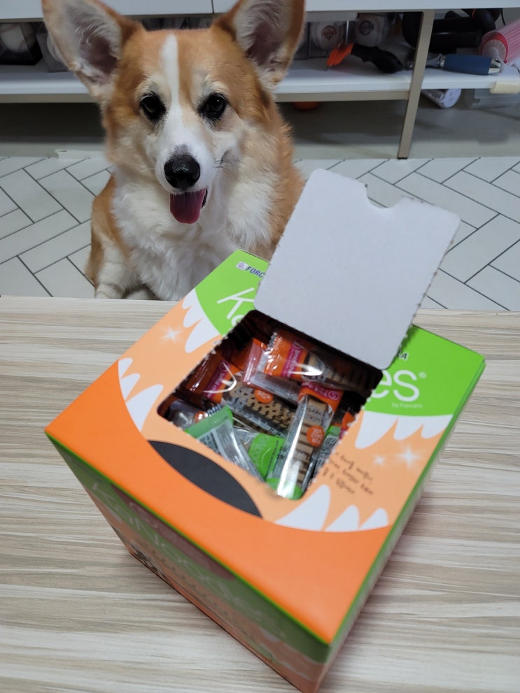 포켄스 카누들 덴탈스틱 으로 치아관리 끝 포켄스 카누들 덴탈스틱 으로 치아관리 끝