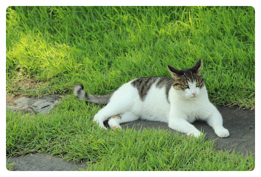  고양이 강아지 사료 먹어도 되나요? (고양이 필수 영양소)