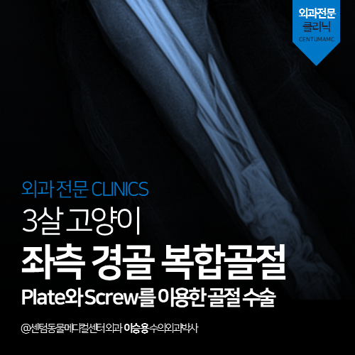  [정형외과] 고양이 좌측 경골 복합골절 (뒷다리, 플레이트 수술 전문 동물병원)