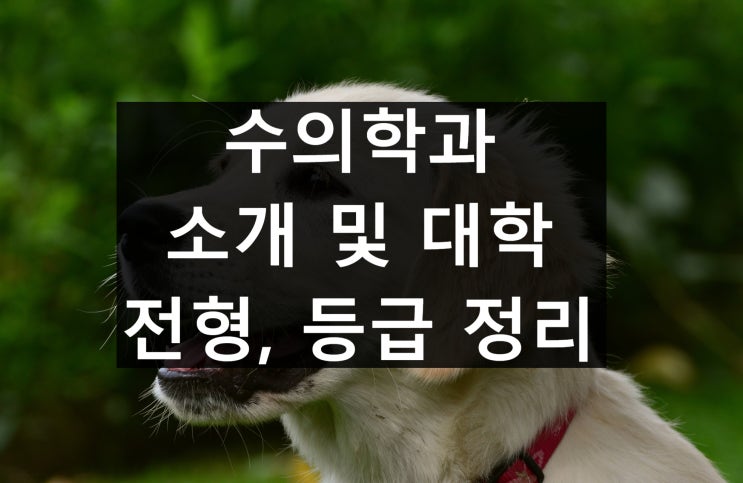  수의학과 소개 및 입학전형, 등급 정리