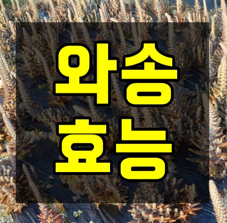 와송효능 알고보니, 항암효과 굿