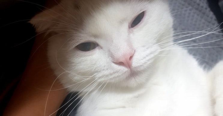  내 인생에 끼어든 스코티시 폴드 고양이 5편(※귀여움 주의)