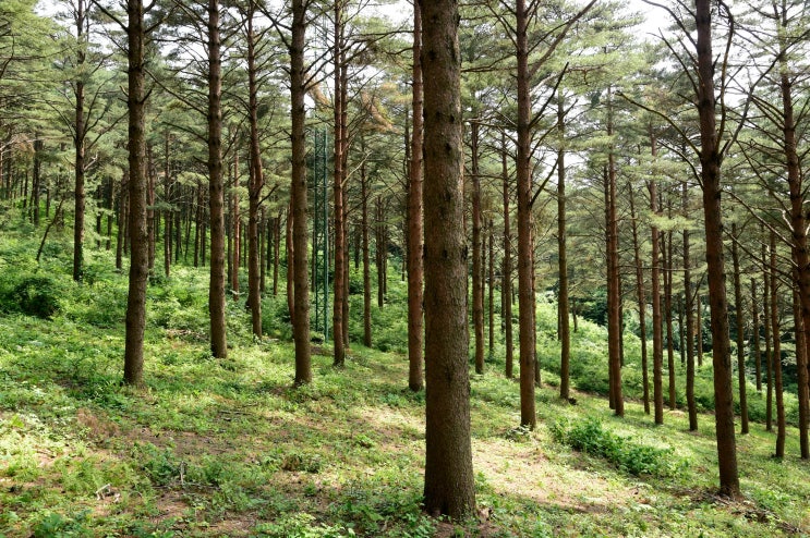 지리산과 덕유산의 산줄기가 시원스레 펼쳐지는 함양 '삼봉산 금강소나무 숲'