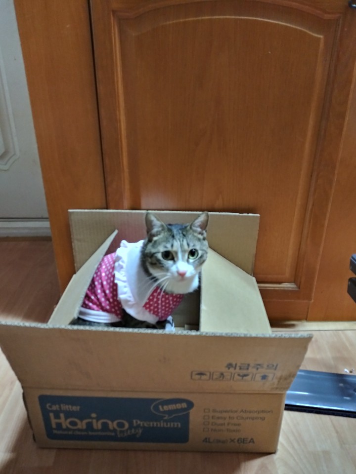  우리집에 온 얼룩 고양이#3