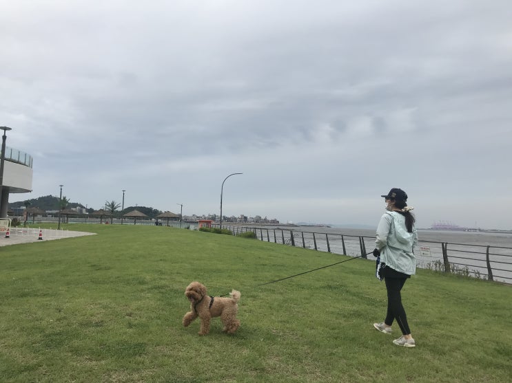 강아지랑 산책가기 좋은 공원 배곧신도시 '한울공원'