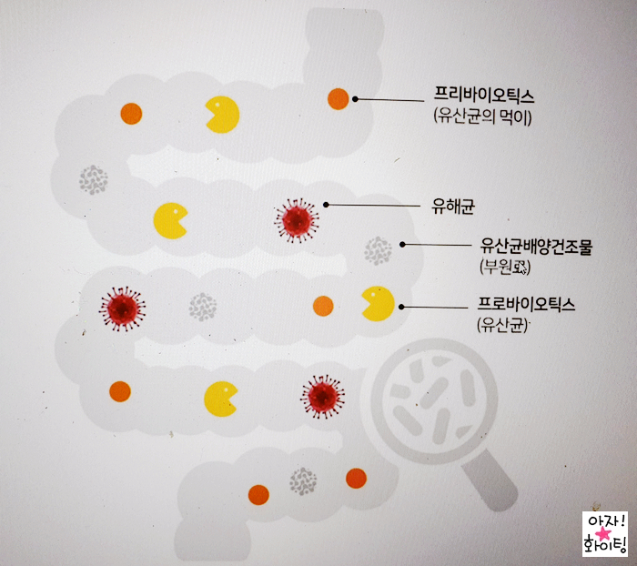 유산균이 장까지 살아서 가는 보령 신바이오틱스 추천