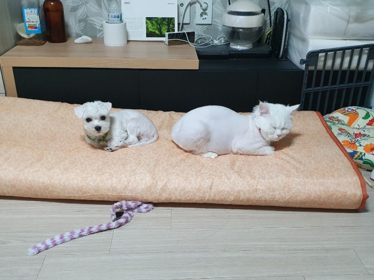  반려견 초이, 반려묘 화이 / 개와 고양이 합사! 둘은 사이가 좋을까? 자리싸움편