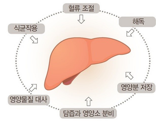  #간 기능에 지표인 GOT, GPT개선#간 건강을 위한 선택~