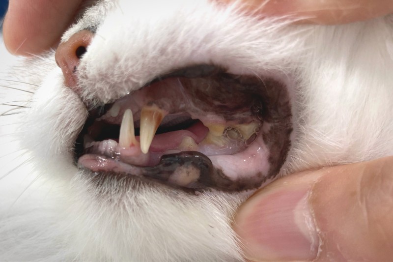 고양이 치아흡수성병변 : 네이버 블로그