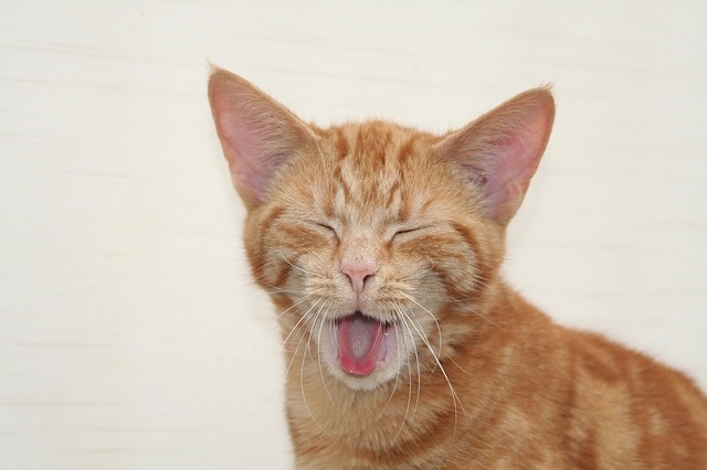  강아지는 왜 하품을 할까요? 무슨 신호일까요?