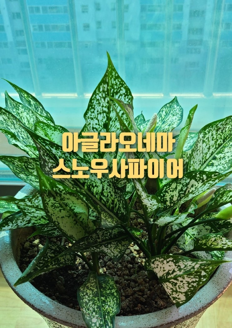 공기정화식물 관엽 실내인테리어 아글라오네마 스노우사파이어 꽃  지고  번식 삽목 분갈이하기