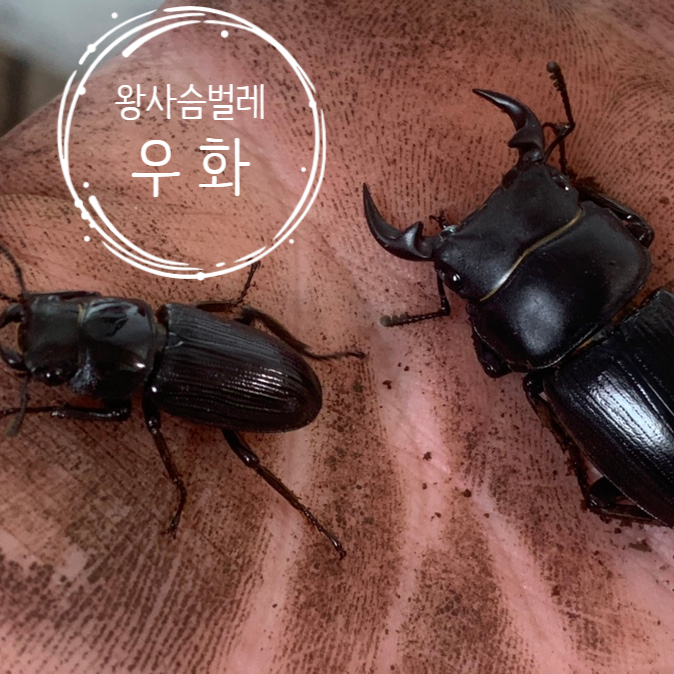  왕사슴벌레 뜻밖의 우화, 크기가 이렇게 작을 수 있나요