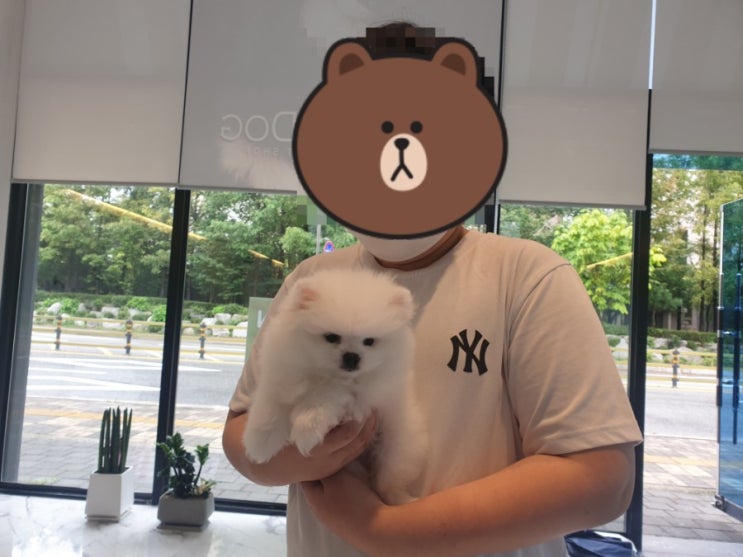  이쁜 여동생을 남양주 애견분양 하고 가셨습니다~