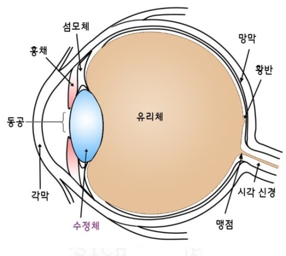  백내장수술의 잘못된 상식!(10가지 잘못된 상식)