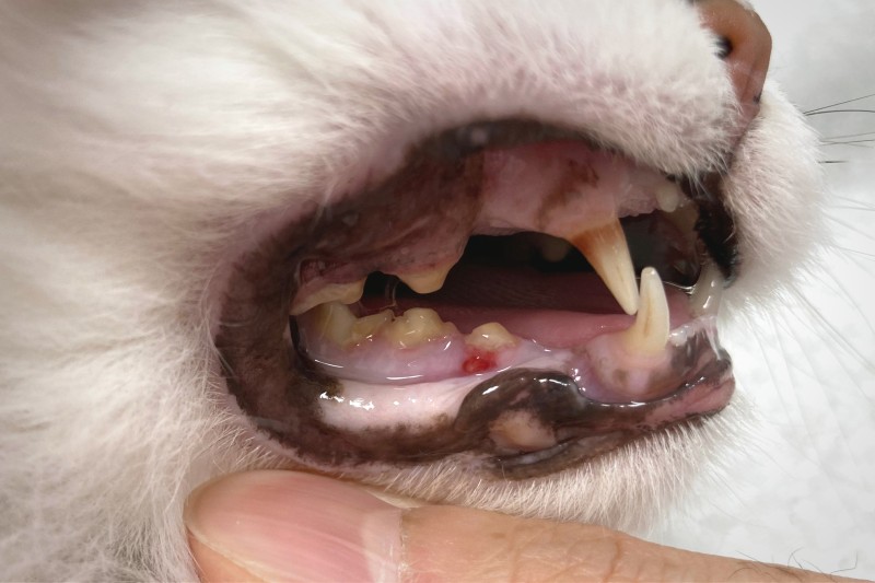 고양이 치아흡수성병변 : 네이버 블로그