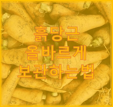 흙당근 보관법 이것만은 꼭 지키자 흙당근 보관법 이것만은 꼭 지키자