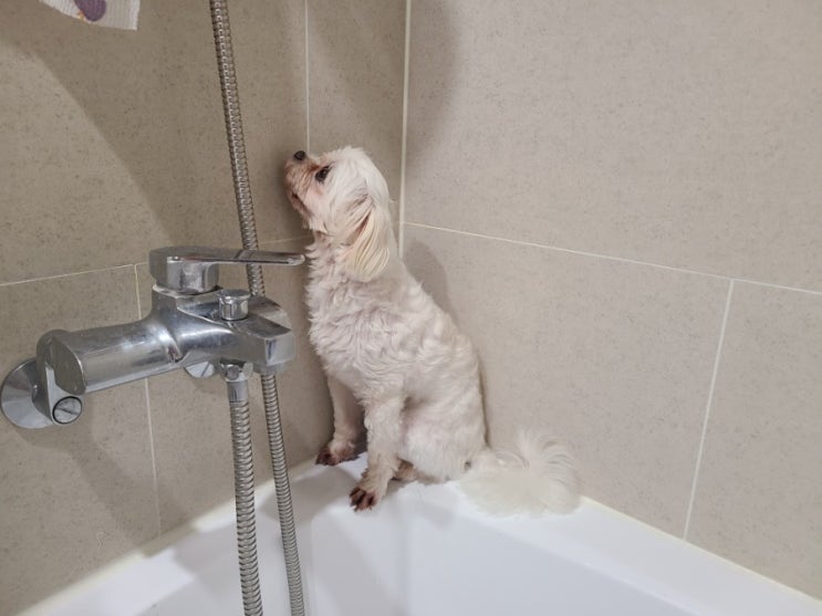  목욕하기 싫은 강지