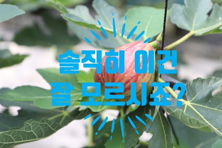  솔직히 무화과 고르는법 어렵다 그렇죠? 그런데 이 방법 하나로 깔끔히 해결했습니다.