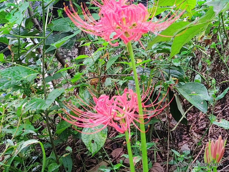 석산 = 꽃무릇, 꽃무릇의 꽃말 : 네이버 블로그