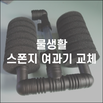 물생활 스폰지 여과기 쌍기로 교체했습니다. 물생활 스폰지 여과기 쌍기로 교체했습니다.