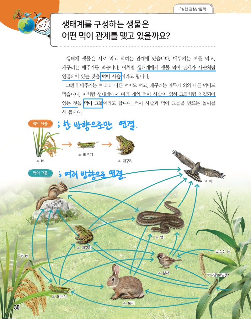 먹이 사슬과 먹이 그물의 차이점