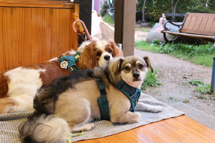  삼패 오로라베이커리 카페 야외 애견동반 원두막도 있음
