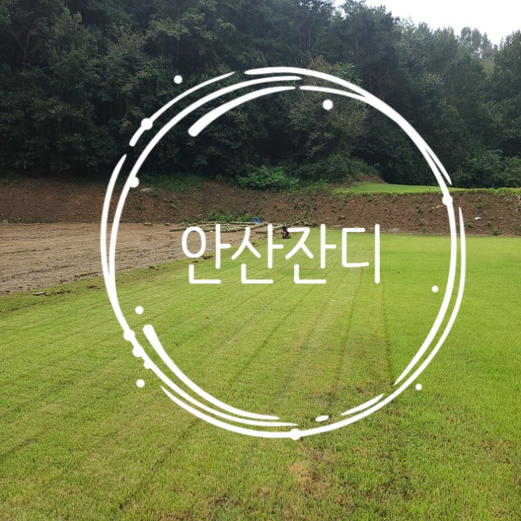  수도권 공업의 핵심 안산 잔디 보냈어요