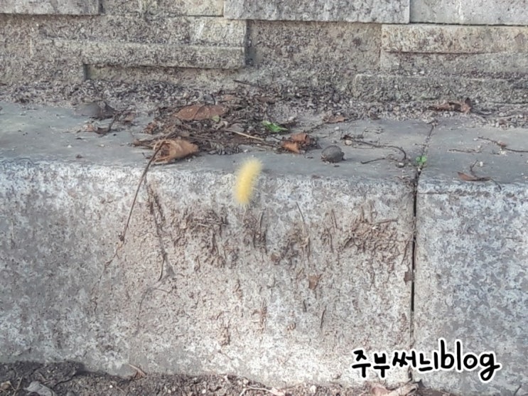  약혐주의 아침산책에 노란송충이 발견