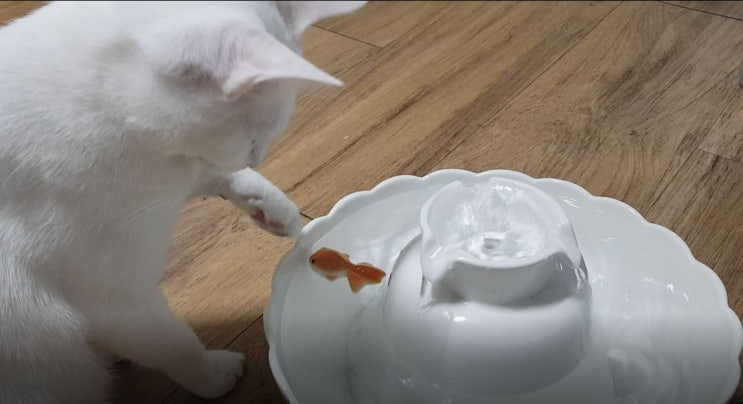  고양이 급수기 끝판왕 연꽃정수기 후기