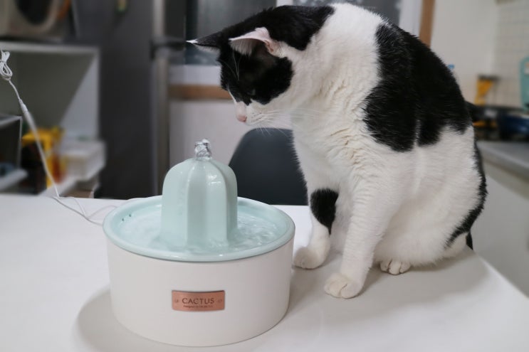  고양이 정수기 물 때 없는 도자기 재질 추천