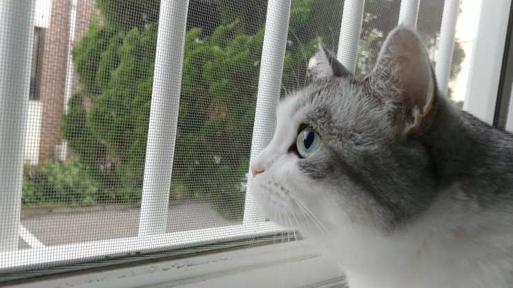 창밖을 보는 고양이에게 자유를?